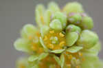 Fragrant sumac